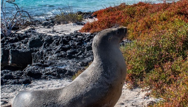 Galapagos Islands